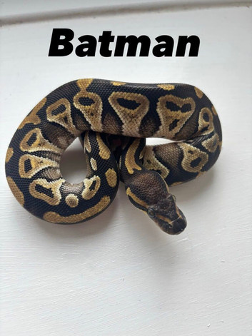 13 week old mojave ball python with set up