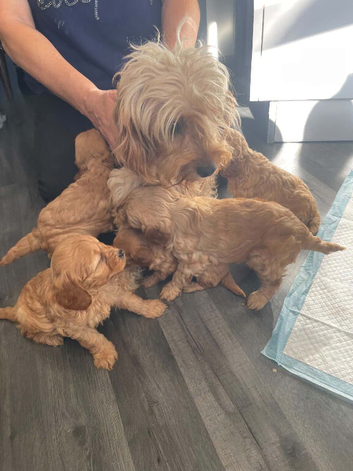 looking for a forever home