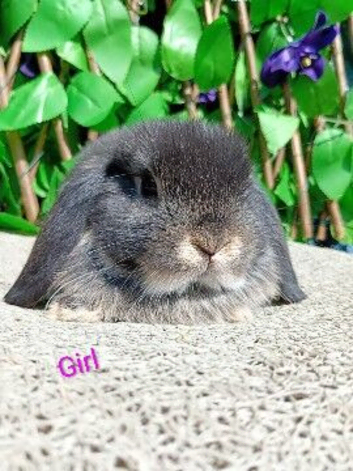 Mini lop