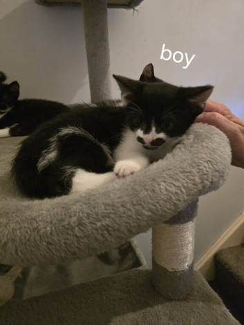2 boys, 2 girls