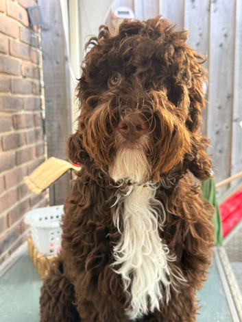 F-1 cockapoo