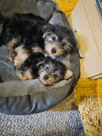 2 beautiful Yorkshire terriers puppies left