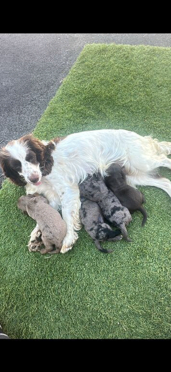 Rare Cocker spaniel puppy