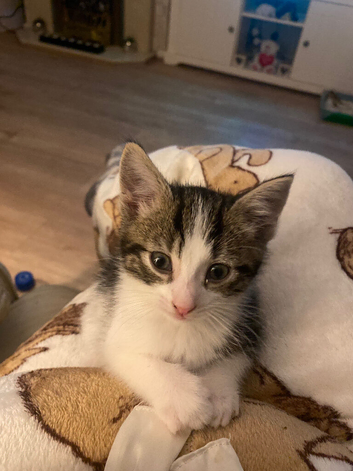 10 Week old male tabby kitten