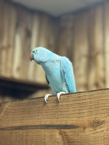 Blue ring neck parrot