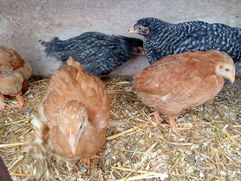 6 week old female chickens