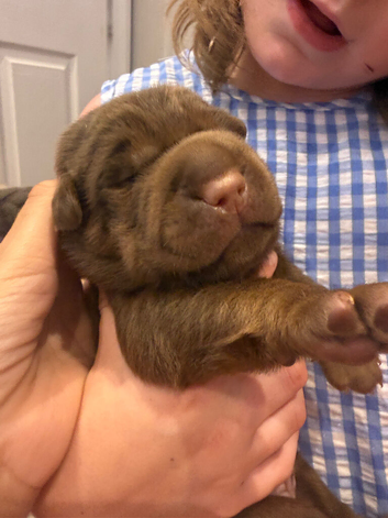 Bearcoat sharpei pups