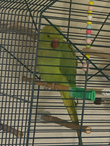 Female Indian ring neck parrot