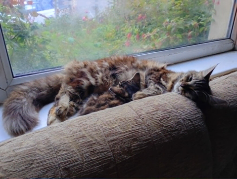 beautiful maine coon x tabby cats kittens
