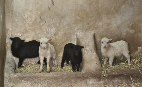 Ouessant lambs for sale