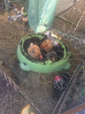 Hens