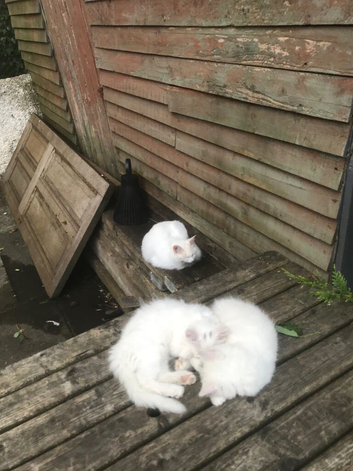 White kittens for sale