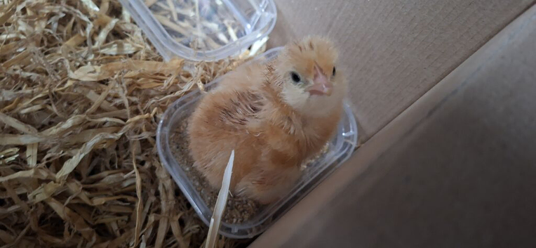 Mixed-breed Chicks for SALE!!!!