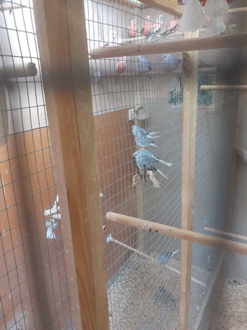 Diamond Doves X 10