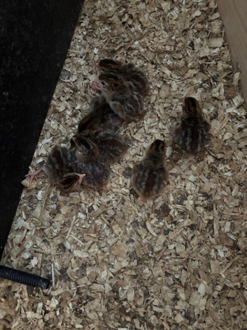 Guinea fowl keets