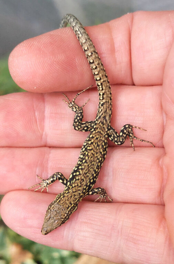 Common Wall Lizards - Podarcis muralis ssp nigriventris