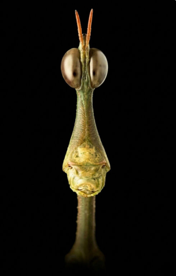 Horsehead grasshoppers
