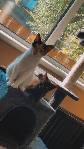 Two female kittens