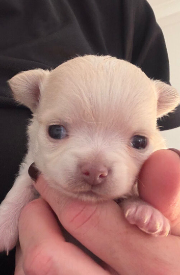 Gorgeous long haired chihuahua pups
