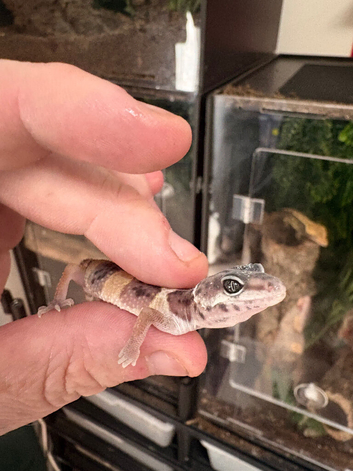 Baby leopard gecko