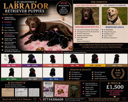 LABRADOR RETRIEVER PUPPIES &ndash; HEALTH TESTED