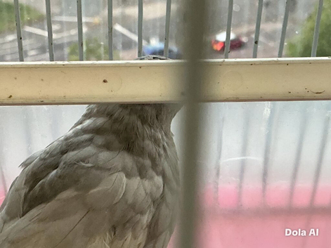 2 cute black and grey quails (1 girl and one boy)