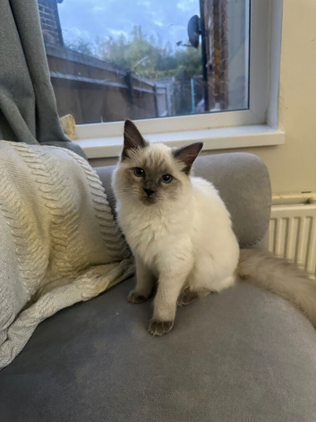 Beautiful ragdoll kitten girl