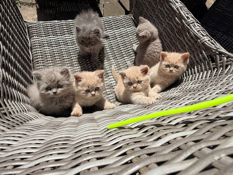 Stunning Blue&Cream Tortie Female for Sale