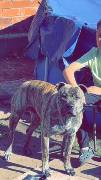 American bulldog cross presa