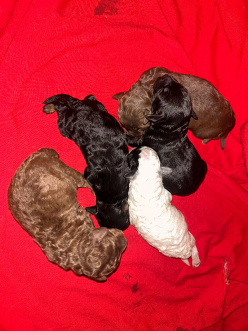 5 GORGEOUS F1B cockapoos