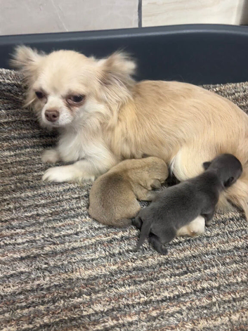 Teacup Chihuahua puppies