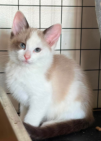Ragdoll cross snowshoe