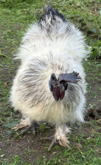 Silkie Cockerel