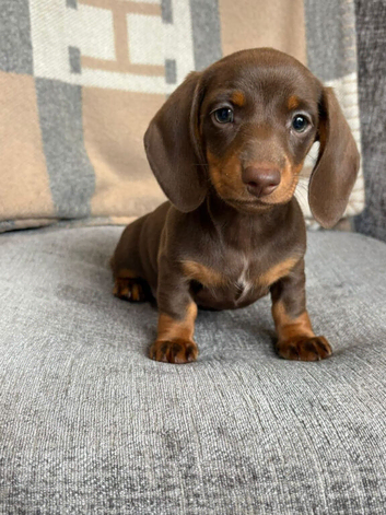 Beautiful Miniature Dachshund Puppies &ndash; Forever Homes