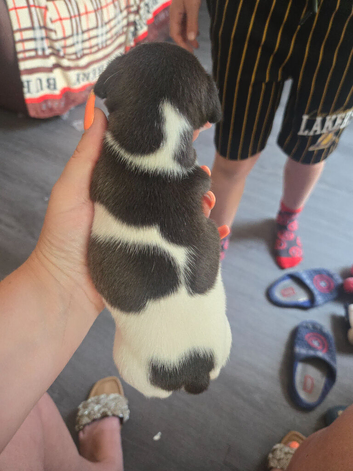 Stunning jack russells 1 left