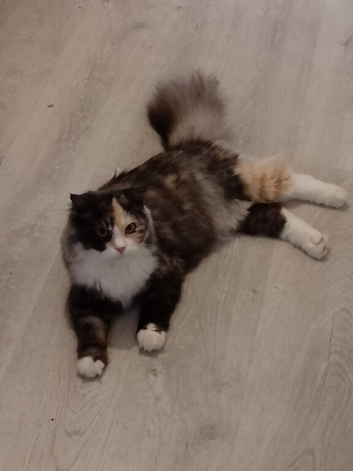 Scottish Fold X Persian female for sale