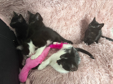10 week old female kittens ready now