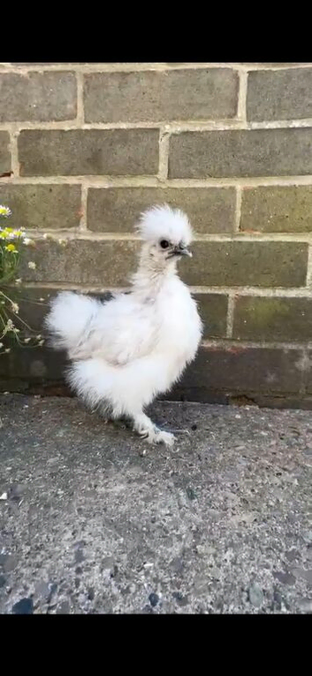 3 silkies can bid on price