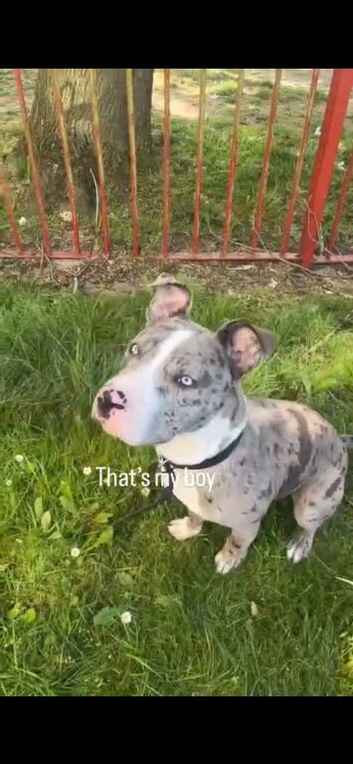 Bully Cross
