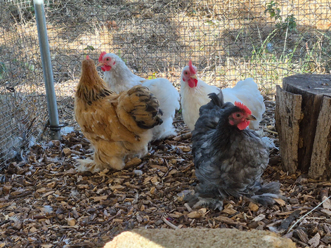 Pekin cockerels