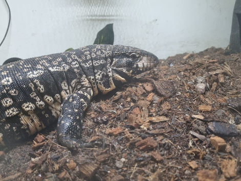 Black and White Tegu. Roxy