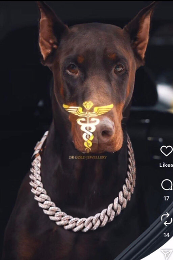 Beautiful healthy  European Doberman puppies looking for loving forever homes.