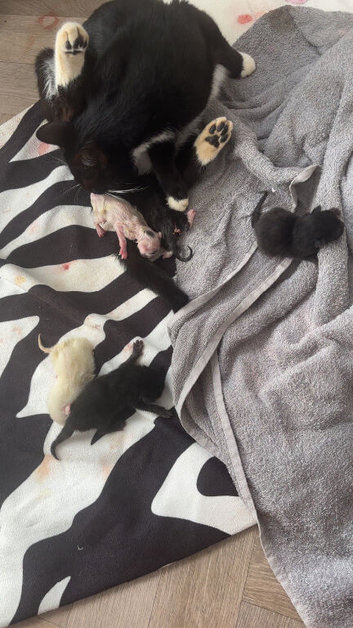 Kitten