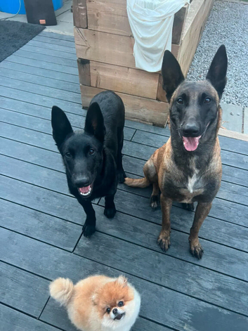 Beautiful 5 Month Old Belgian Shepherd