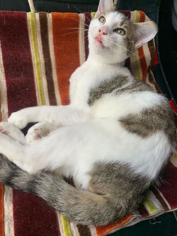 1 Kitten