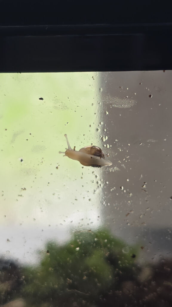 Baby Albino giant african land snails &pound;3