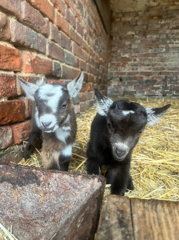 Adorable Pygmy goat twins