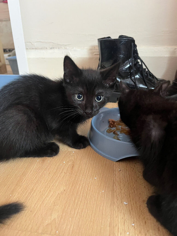 2 male black kittens