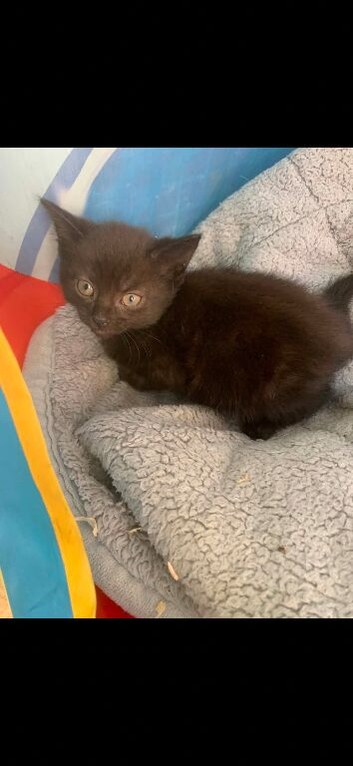 Kitten