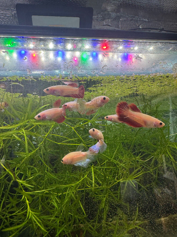 Male and female bettas